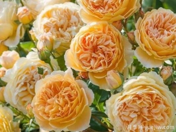 大花香水月季的养护方法，分享10种花香飘满屋