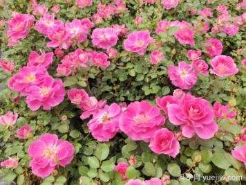 仙境盆栽月季杯苗粉色丰花，绿化工程批发