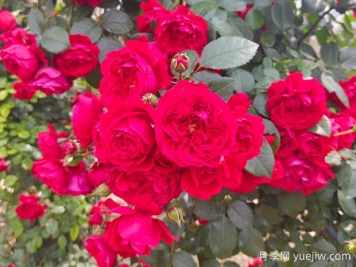 6款红色系的藤本月季品种，适合打造网红花墙