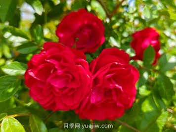 月季红木香爆花机器，花艳丽花量大花期长